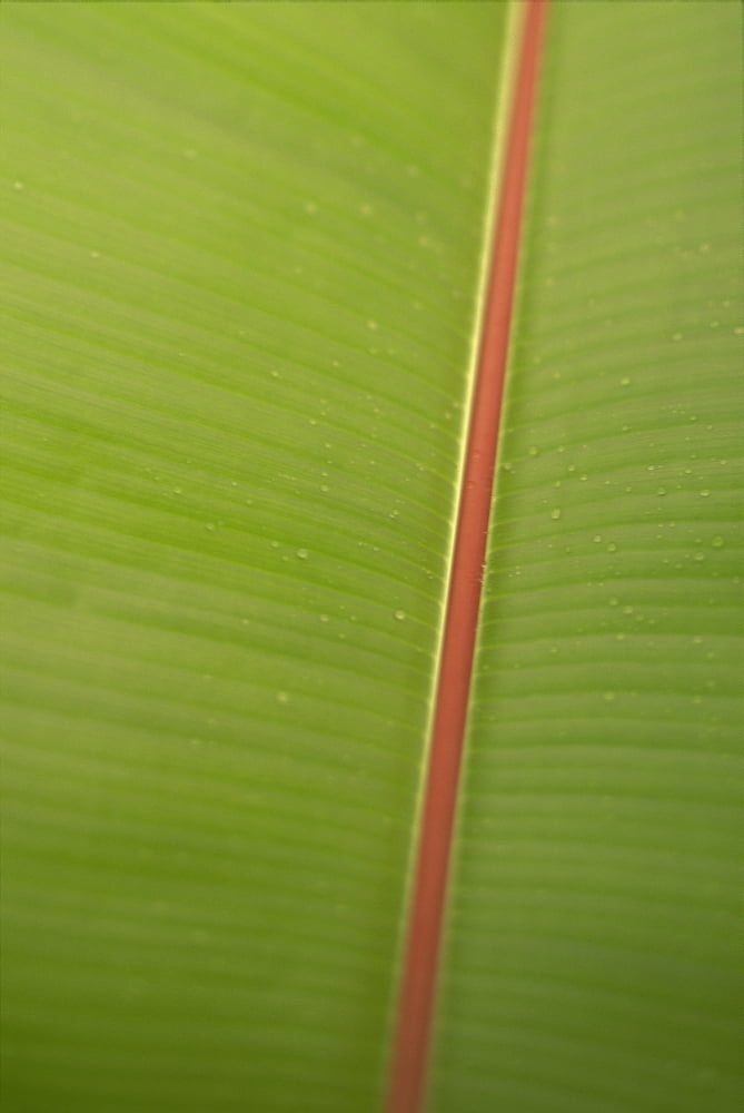 Extreme Close-Up Detail Of Banana Leaf Green With Red Stem Vein Texture Canvas Art - Dana Edmunds Design Pics (12 x 19)