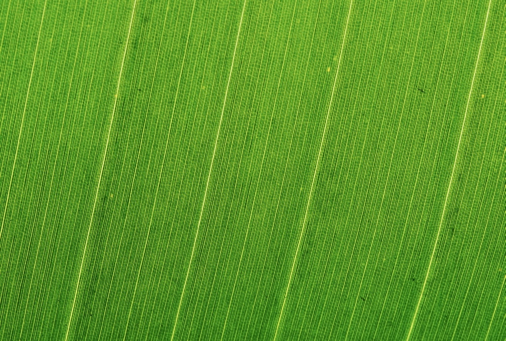 Extreme Close-Up Detail Of Leaf Veins Canvas Art - Bill Brennan Design Pics (17 x 11)