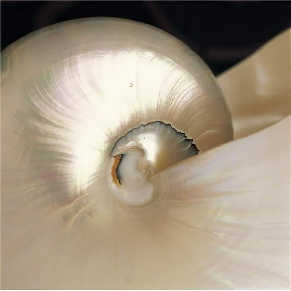 Extreme Close-Up Nautilus Shell Iridescent Color Texture Shiny Poster Print, 24 x 24 - Large
