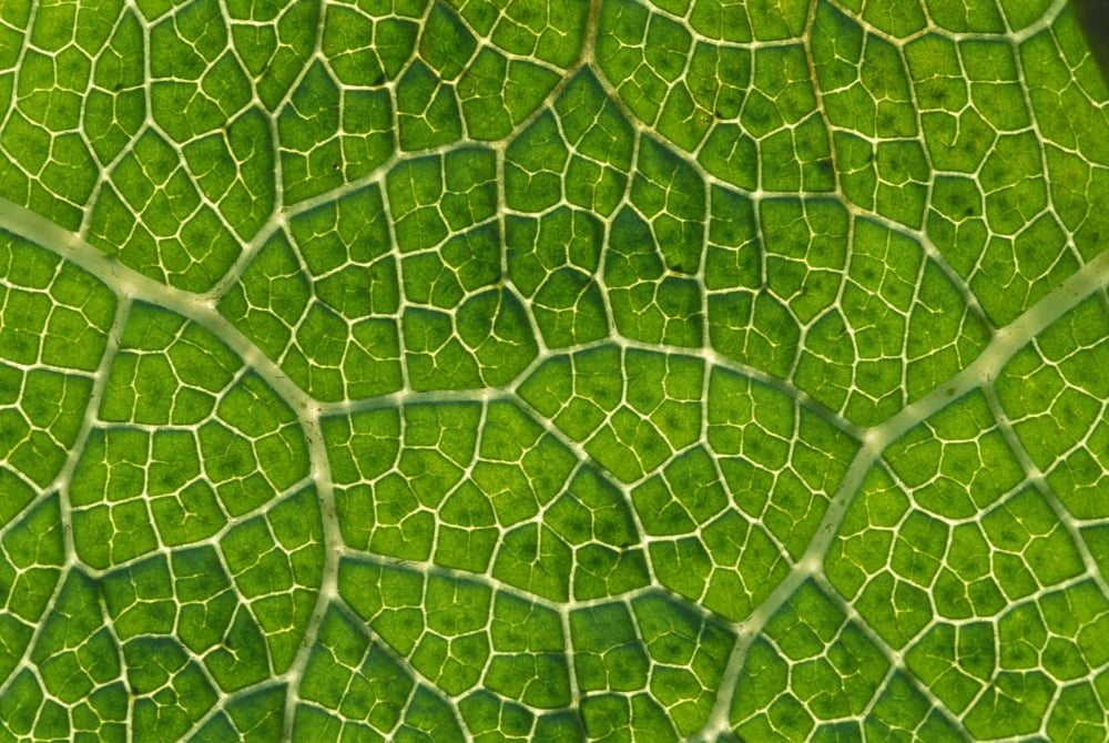 Extreme Close-Up Network Of Leaf Veins Prickly Rhubarb (Gunnera Chilensis) Native To South America Texture Green Yellow Canvas Art - Greg Vaughn Design Pics (19 x 12)