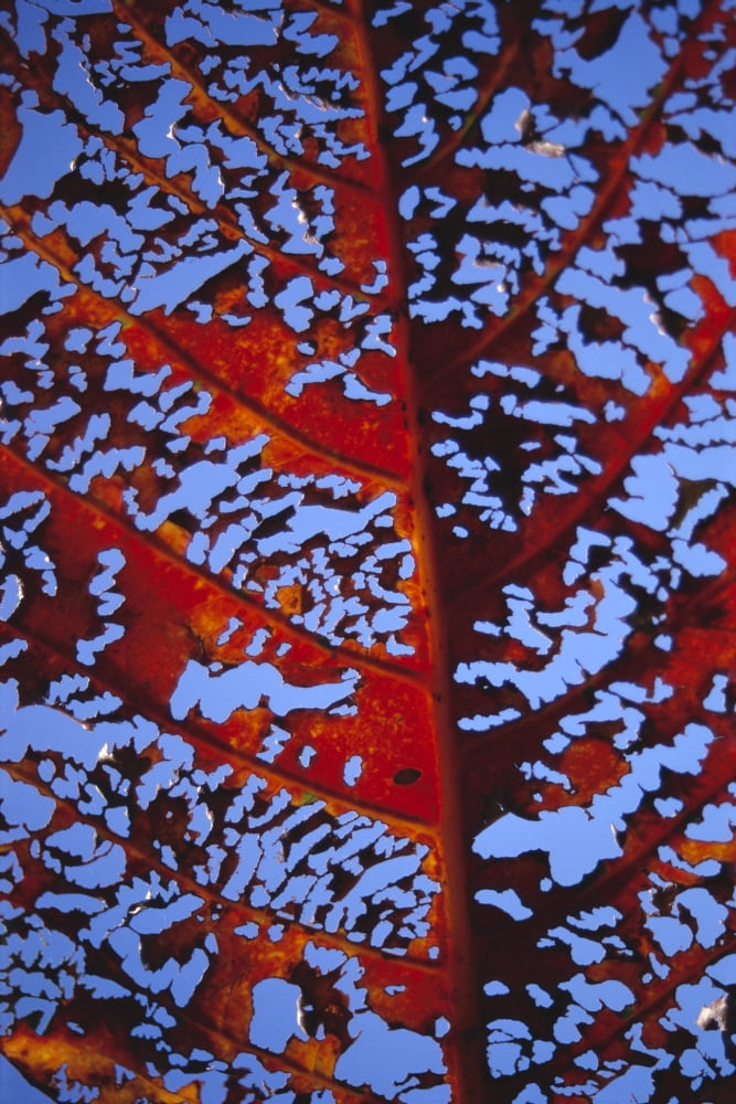 Extreme Close-Up Of A Desiccated Red Kamani Tree Leaf Canvas Art - Rita Ariyoshi Design Pics (12 x 19)