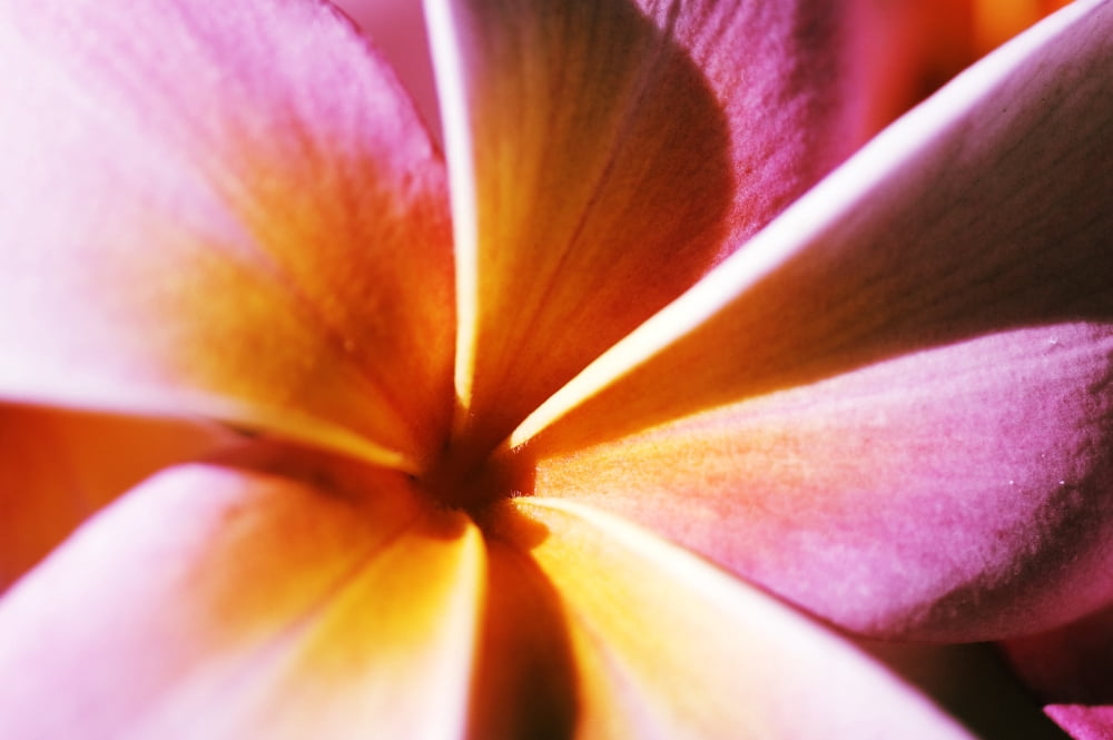 Extreme Close-Up Of A Plumeria Blossom Pink And Yellow Canvas Art - Mary Van de Ven Design Pics (17 x 11)