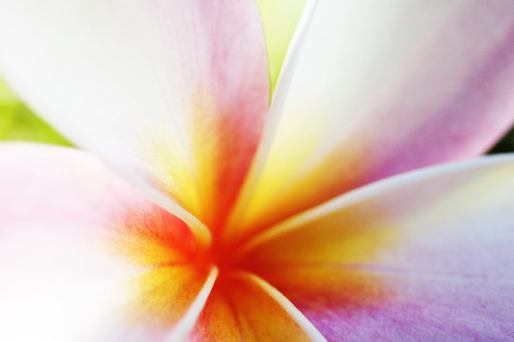 Extreme Close-Up Of A Plumeria Blossom Pink White And Yellow Canvas Art - Mary Van de Ven Design Pics (17 x 11)