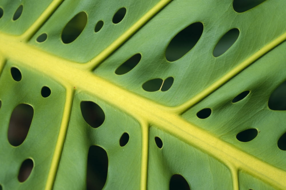 Extreme Close-Up Of An Ape Plant Symmetrical Holes Canvas Art - Robert Sablan Design Pics (38 x 24)