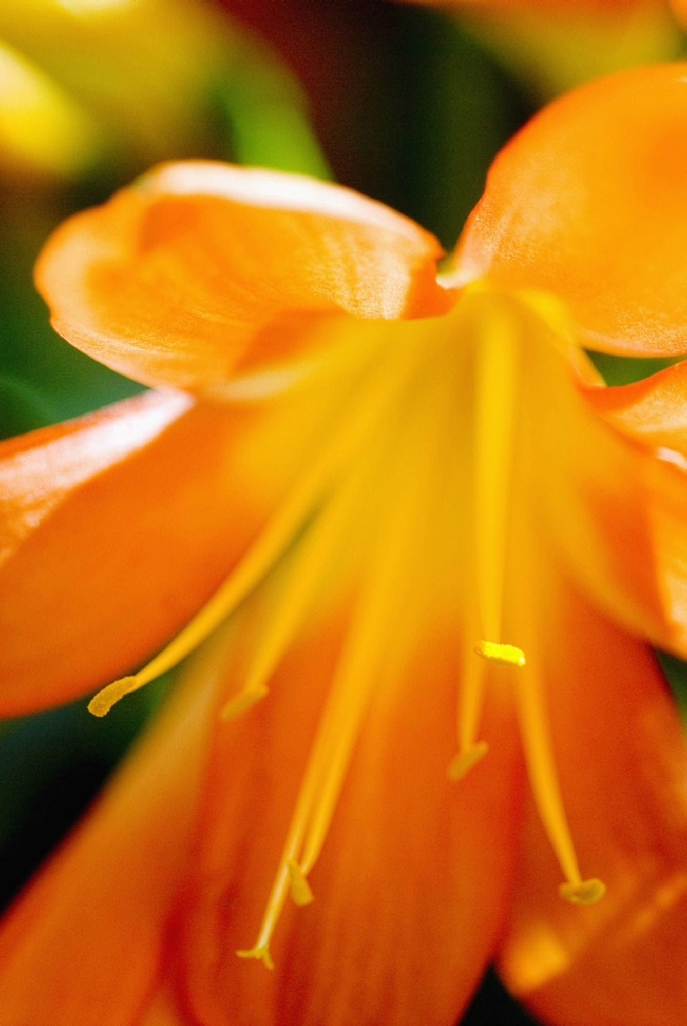 Extreme Close-Up Of Bright Orange Day Lily Canvas Art - Ray Laskowitz  Design Pics (11 x 17)