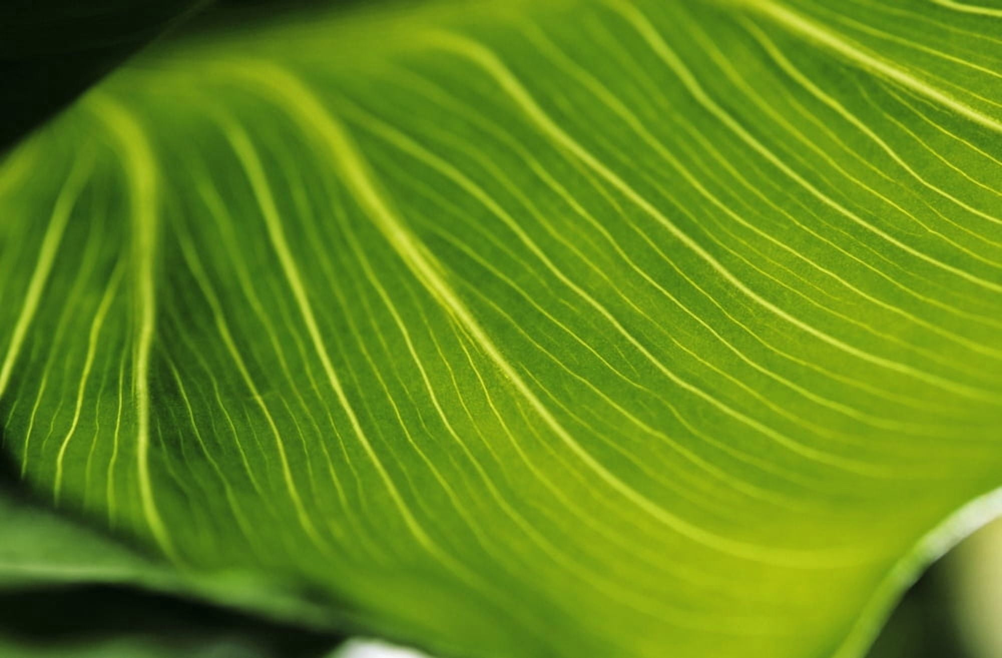 Extreme Close-Up Of Calla Lily Leaf Canvas Art - Larry Dale Gordon Design Pics (17 x 11)