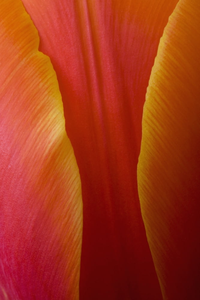 Extreme Close-Up Of Colorful Tulip Petals Canvas Art - Michael Interisano Design Pics (24 x 38)