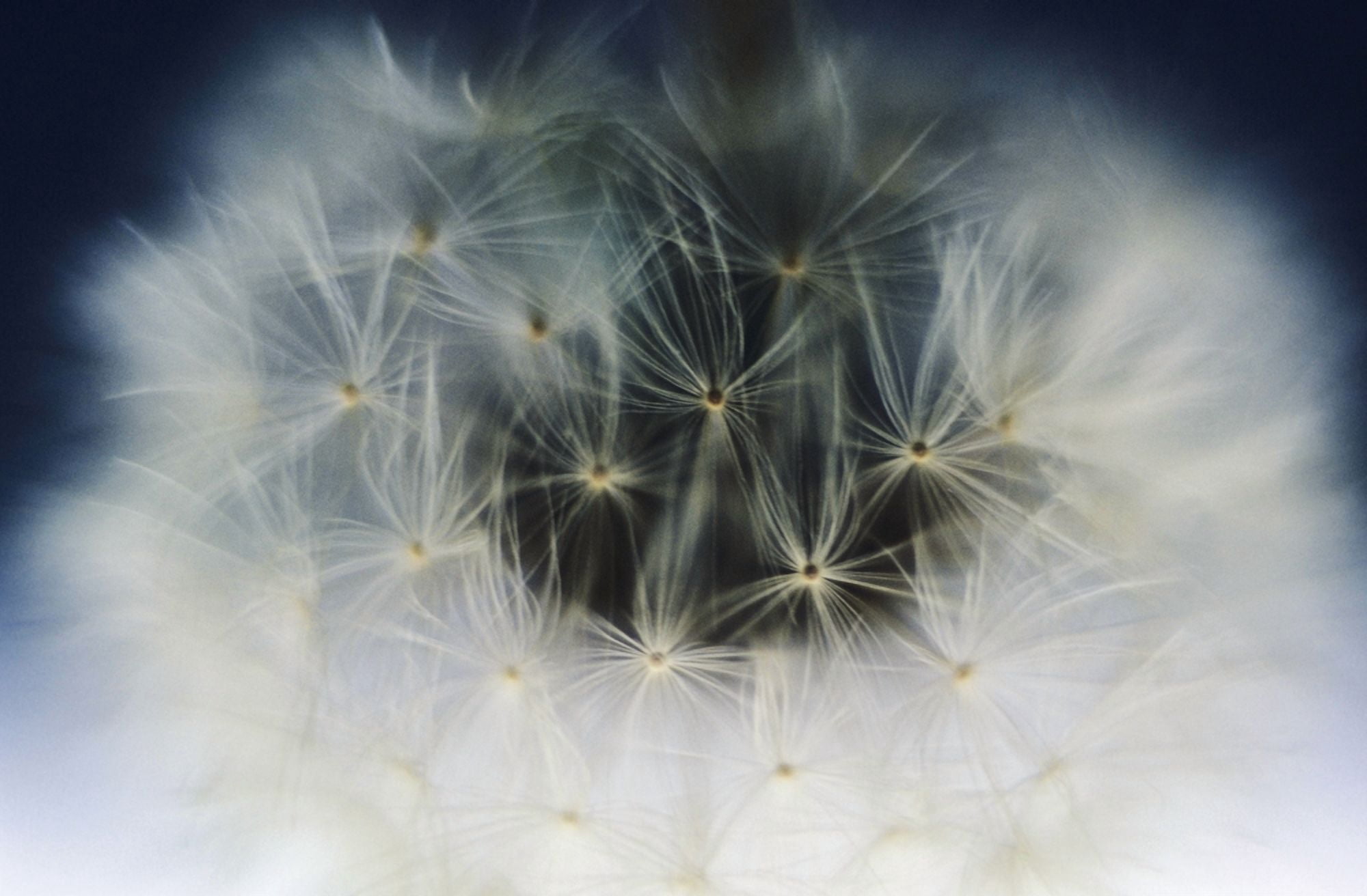 Extreme Close-Up Of Dandelion Seeds On Stem Canvas Art - Larry Dale Gordon Design Pics (17 x 11)