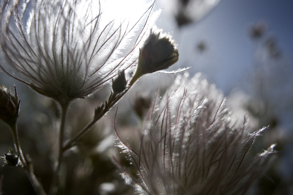 Extreme Close-Up Of Fuzzy White Flower Canvas Art - Ray Laskowitz Design Pics (17 x 11)