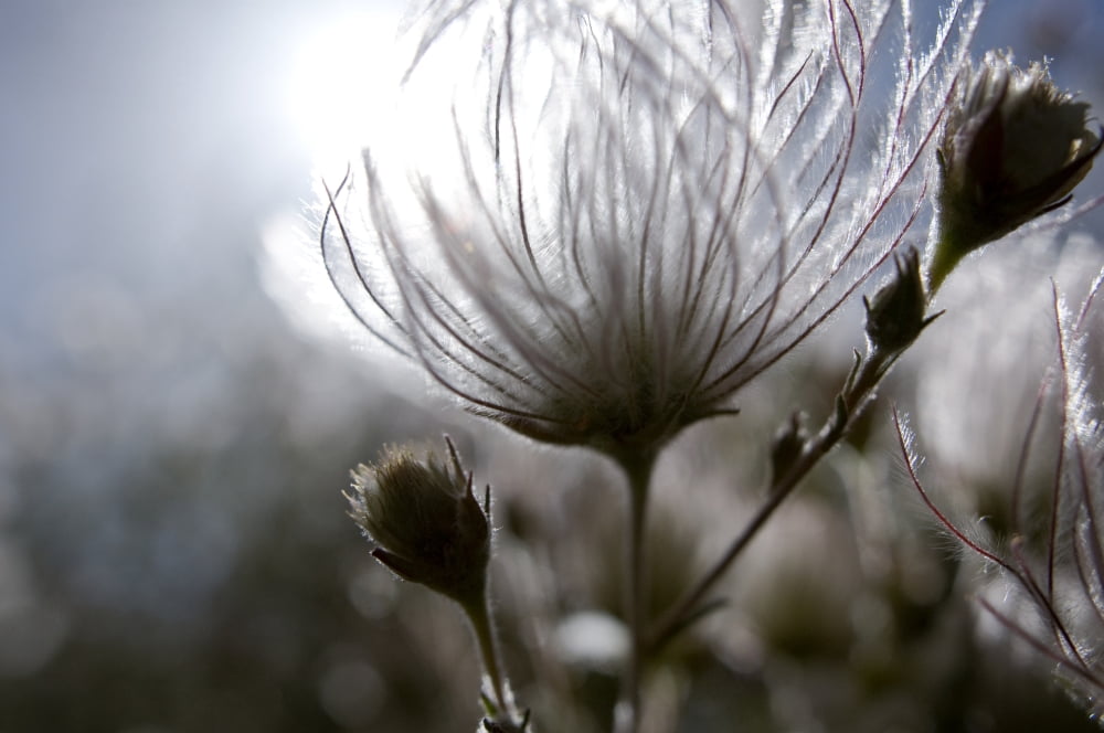 Extreme Close-Up Of Fuzzy White Flower Canvas Art - Ray Laskowitz  Design Pics (17 x 11)
