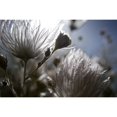 thumbnail image 1 of Extreme Close-Up Of Fuzzy White Flower Poster Print (34 x 22), 1 of 3