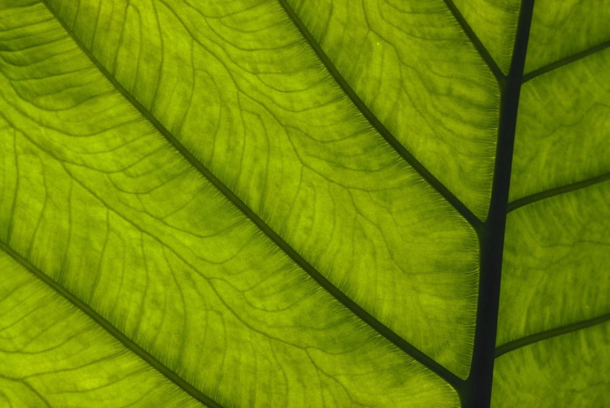 Extreme Close-Up Of Green Leaf Main Stem With Veins Running Through Canvas Art - Robert Sablan Design Pics (19 x 12)