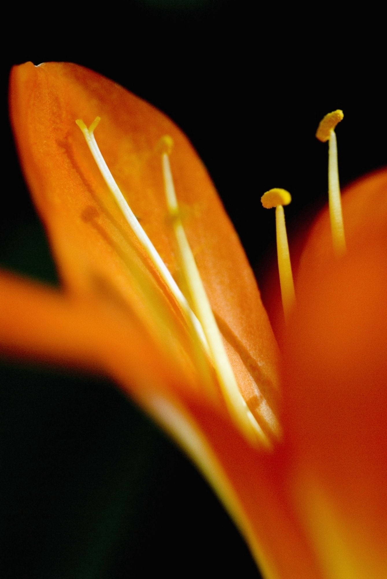 Extreme Close-Up Of Orange Day Lily Petals Canvas Art - Ray Laskowitz  Design Pics (11 x 17)