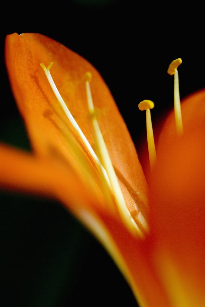Extreme Close-Up Of Orange Day Lily Petals Canvas Art - Ray Laskowitz Design Pics (22 x 34)