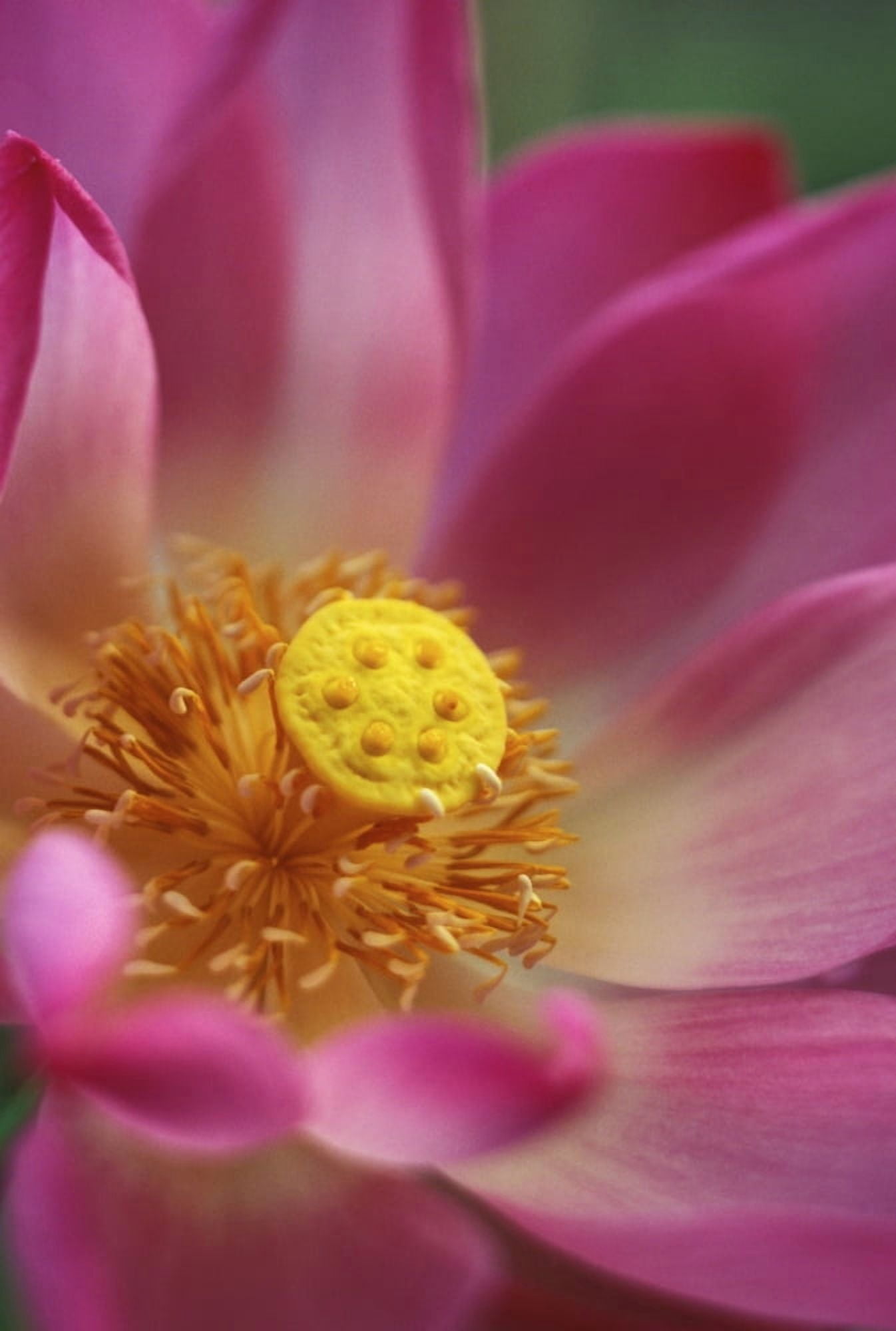 Extreme Close-Up Of Pink And White Lotus Blossom With Yellow Center Canvas Art - Kyle Rothenborg Design Pics (11 x 17)