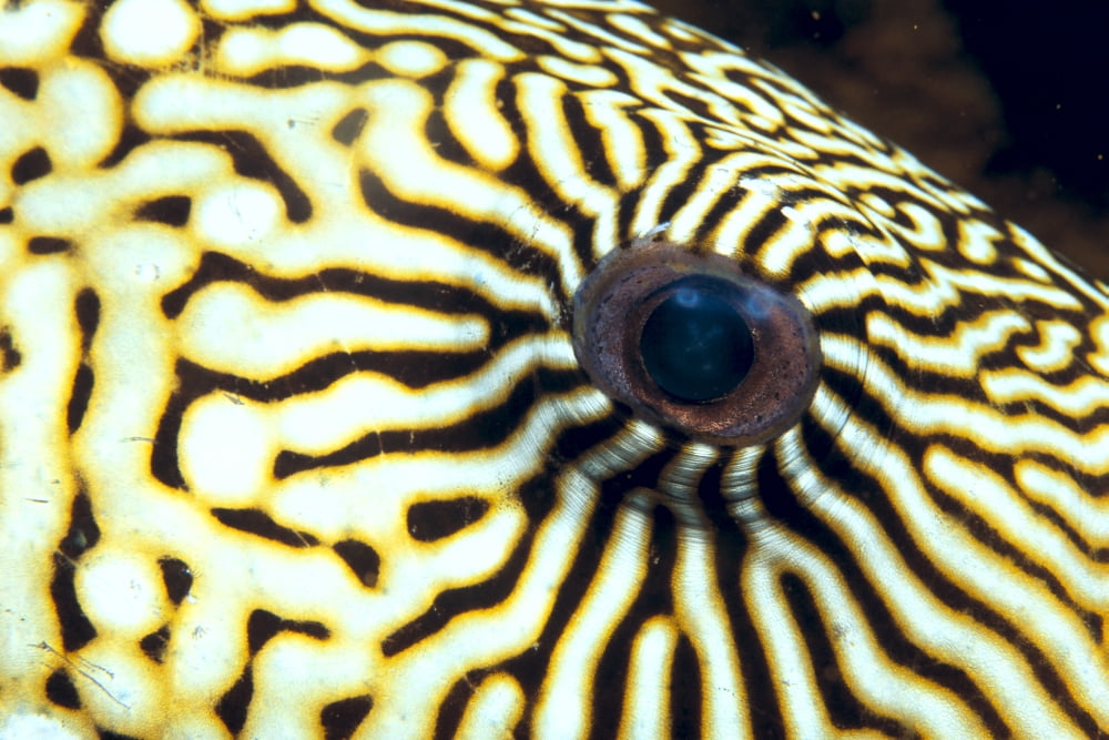 Extreme Close-Up Of The Eye Of A Map Pufferfish Canvas Art - Dave Fleetham Design Pics (19 x 12)