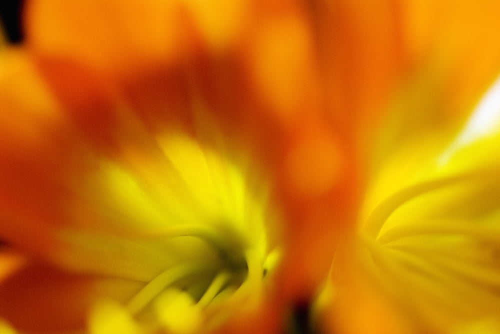Extreme Close-Up Of Two Orange Day Lilies Canvas Art - Ray Laskowitz Design Pics (34 x 22)