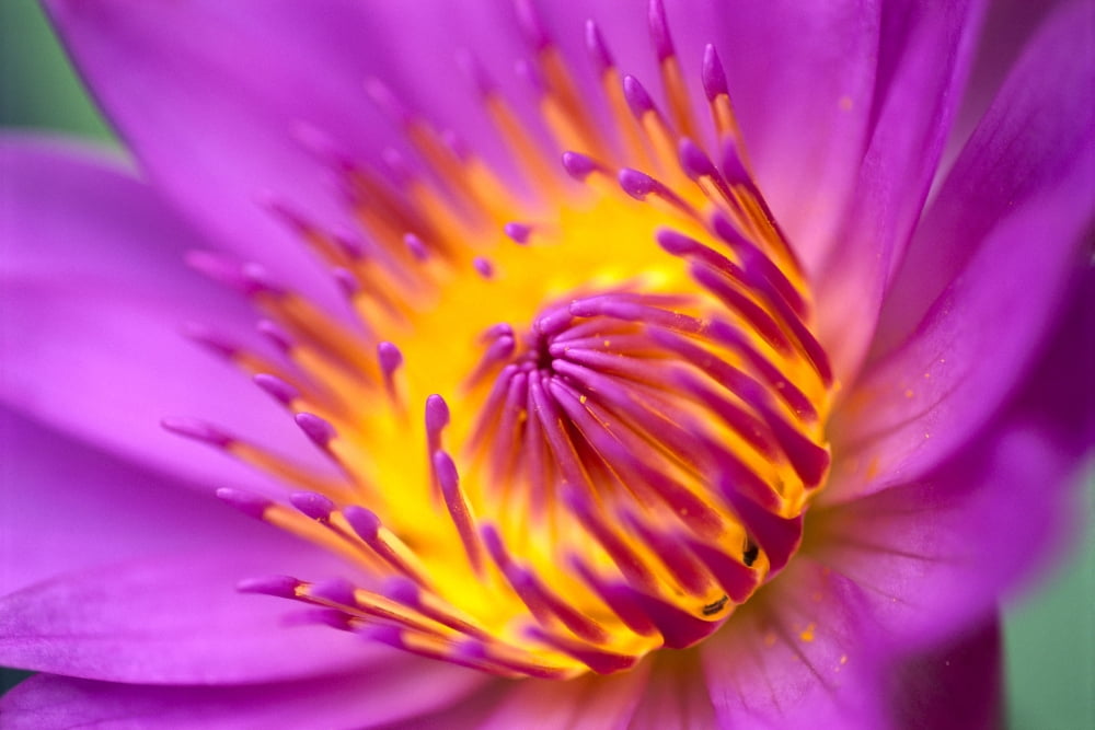 Extreme Close-Up Of Water Lily Bright Pink With Yellow Center Soft Focus Canvas Art - Bill Brennan  Design Pics (38 x 24)