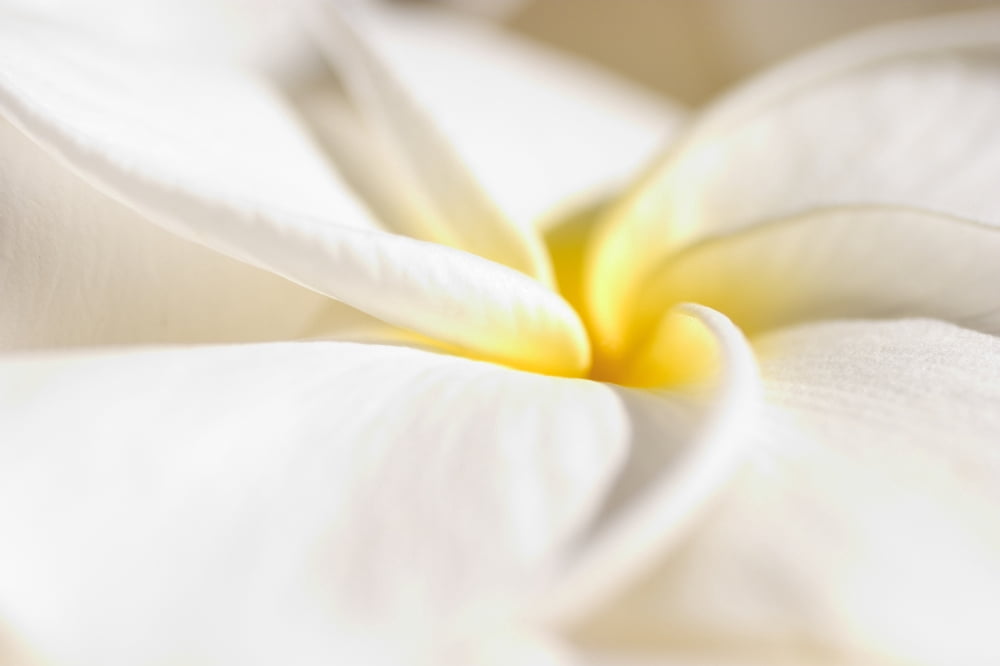 Extreme Close-Up Of White And Yellow Plumeria Flower From Side View Canvas Art - Tomas del Amo Design Pics (18 x 12)