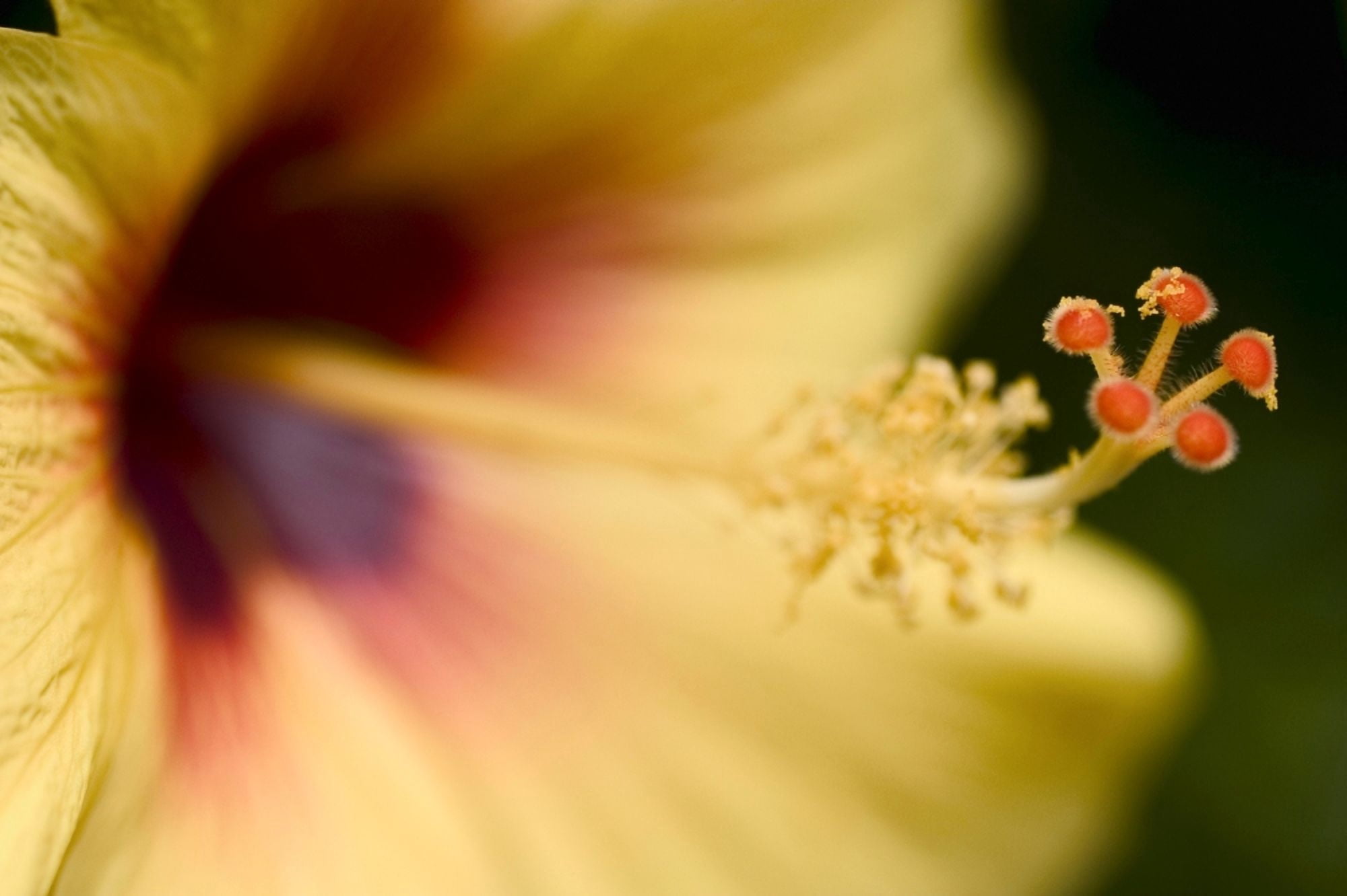 Extreme Close-Up Of Yellow And Red Hibiscus Flower With Stamen Canvas Art - Tomas del Amo Design Pics (36 x 24)