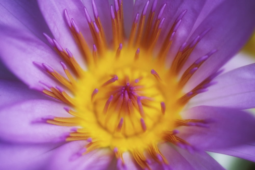 Extreme Close-Up Purple Water Lily Blossom With Yellow Center Detail Soft Focus Canvas Art - Ron Dahlquist Design Pics (17 x 11)