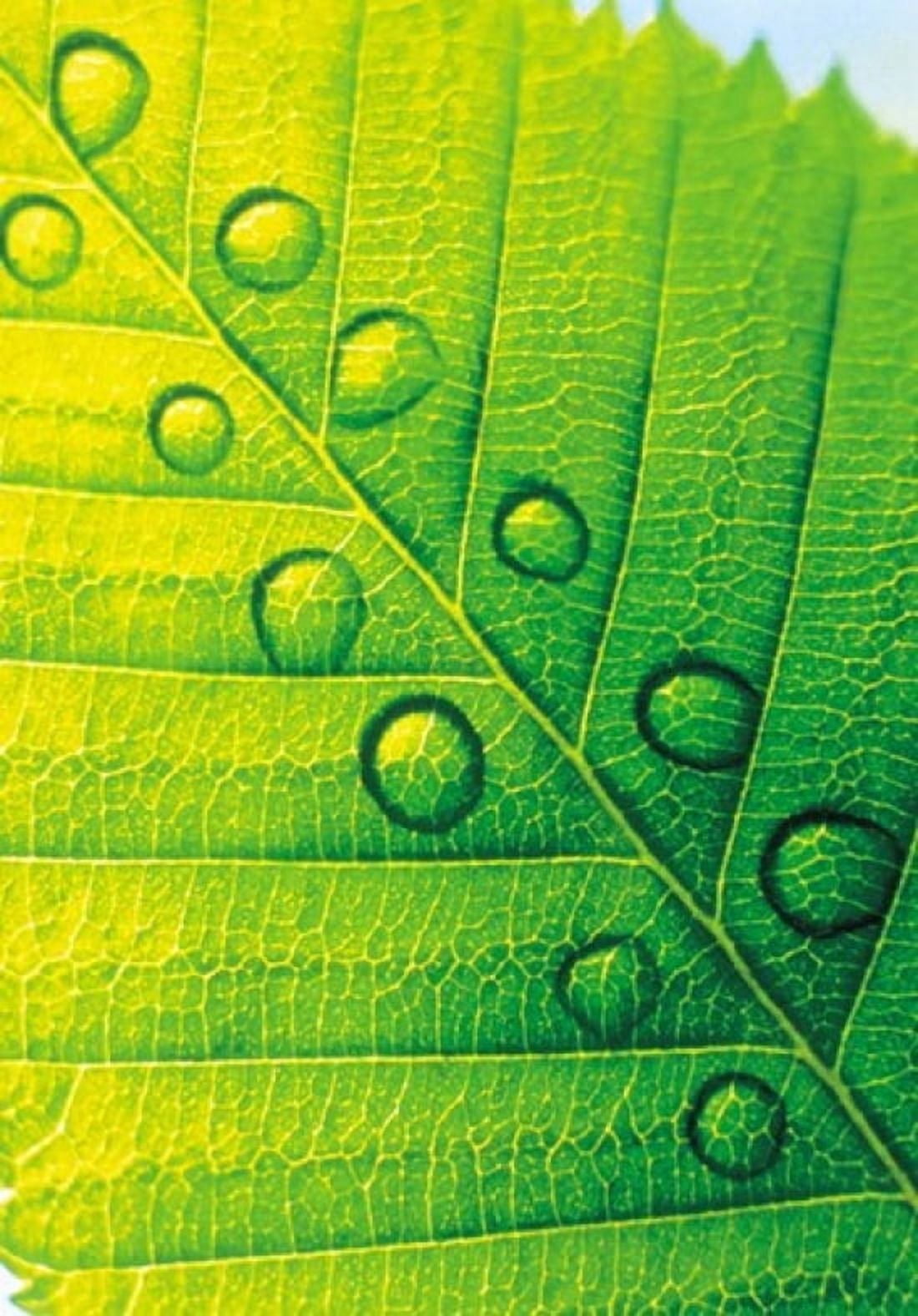 Extreme Close Up of Leaf Vein with Droplets Canvas Art - Panoramic Images (17 x 24)