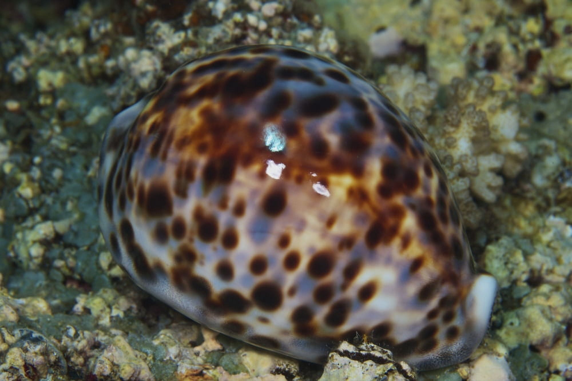 Extreme close-up of a Tiger Cowry Fiji Canvas Art - Terry MooreStocktrek Images (35 x 23)
