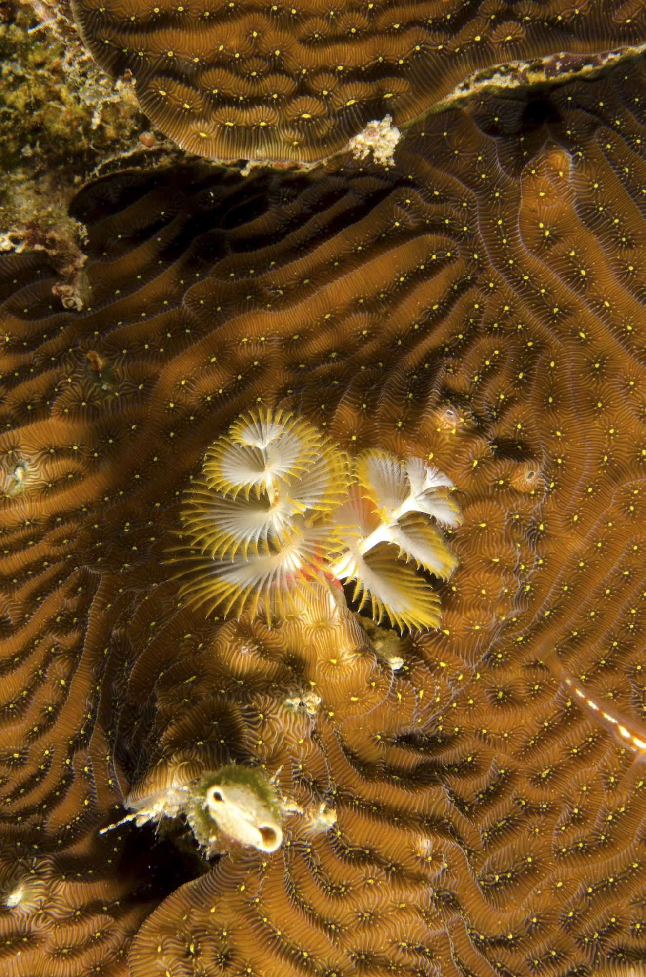 Extreme close-up of a christmas tree worm Curacao Canvas Art - Brent BarnesStocktrek Images (23 x 34)