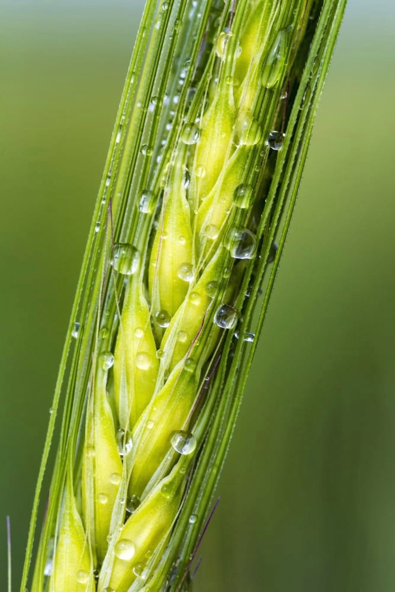 Extreme close up of a green barley head with water droplets Acme Alberta Canada Canvas Art - Michael Interisano Design Pics (12 x 19)