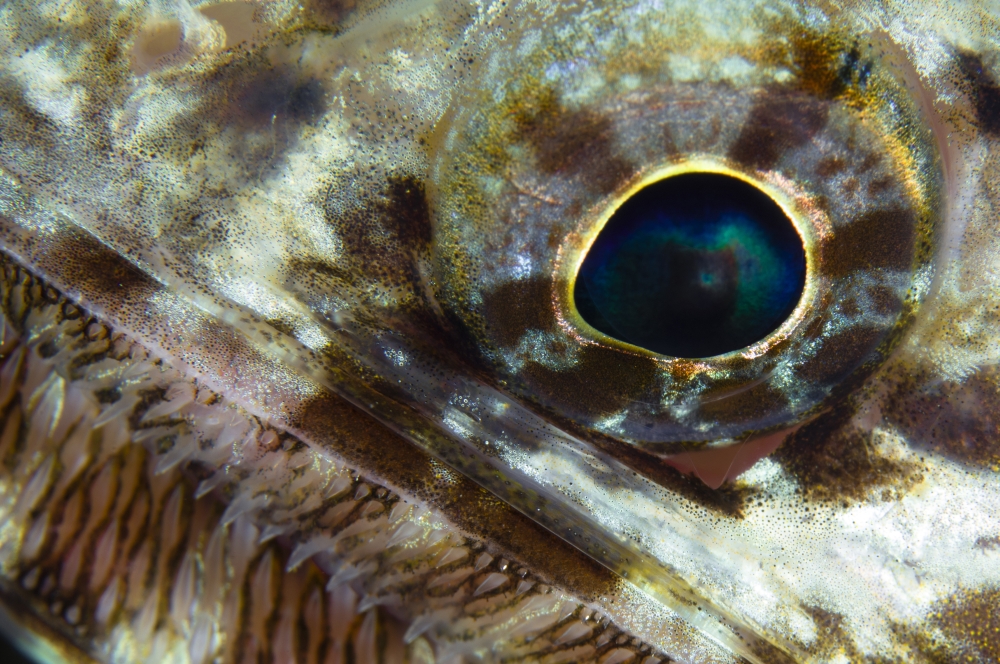 Extreme close-up of a lizardfish eyeball Australia Canvas Art - Todd WinnerStocktrek Images (18 x 12)