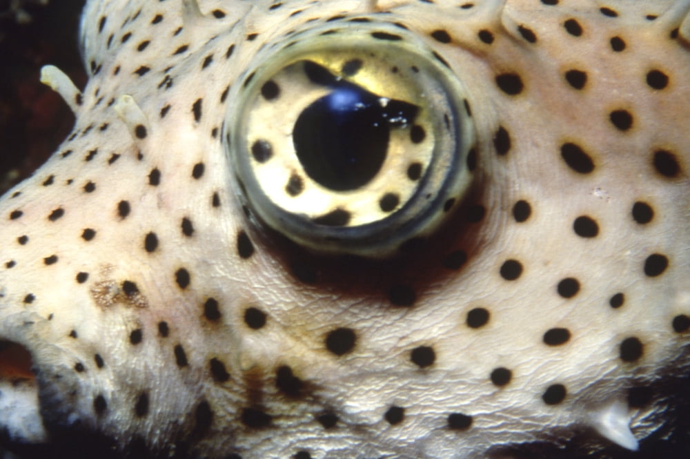 Extreme close-up of a pufferfish eye Cayman Brac Cayman Islands Canvas Art - Beverly FactorStocktrek Images (17 x 12)