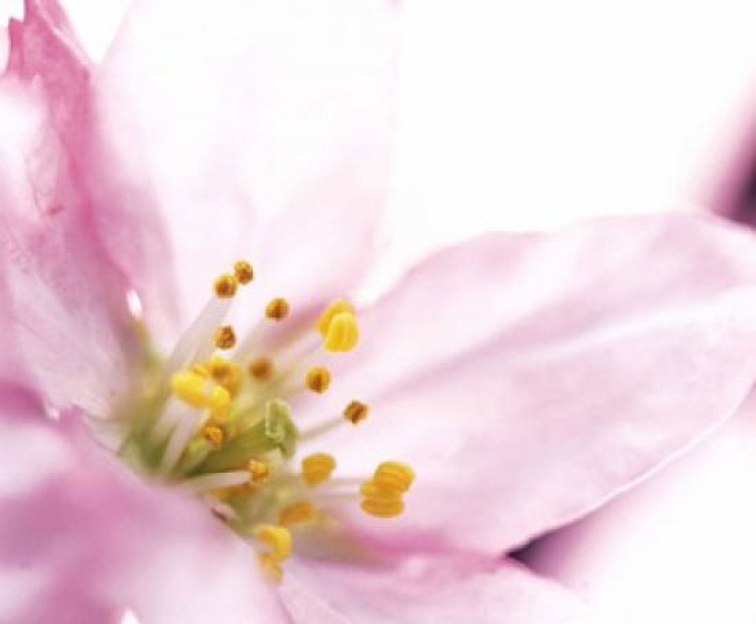 Extreme close up of cherry blossom Canvas Art - Panoramic Images (16 x 14)