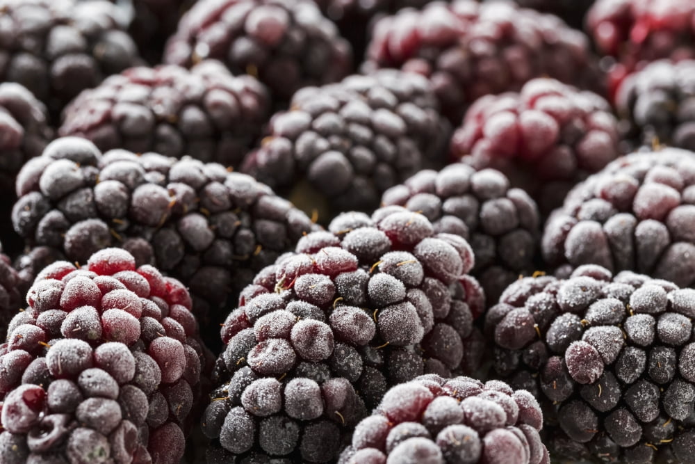 Extreme close up of frosted blackberries Calgary Alberta Canada Canvas Art - Michael Interisano Design Pics (19 x 12)