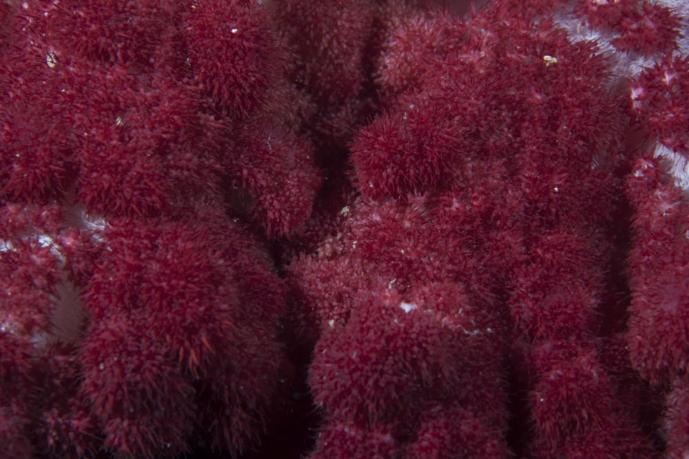 Extreme close-up of soft coral on a Fijian reef Canvas Art - Terry MooreStocktrek Images (18 x 12)