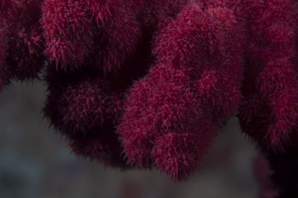 Extreme close-up of soft coral on a Fijian reef Canvas Art - Terry MooreStocktrek Images (35 x 23)