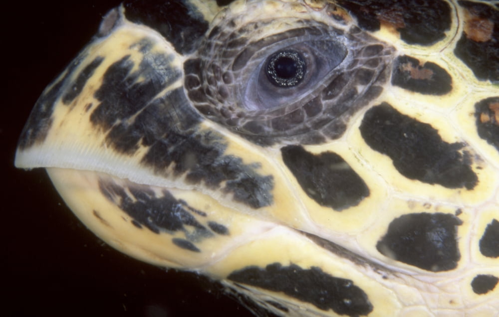 Extreme close-up of the head of a Hawksbill Sea Turtle Thailand Canvas Art - Beverly FactorStocktrek Images (18 x 12)