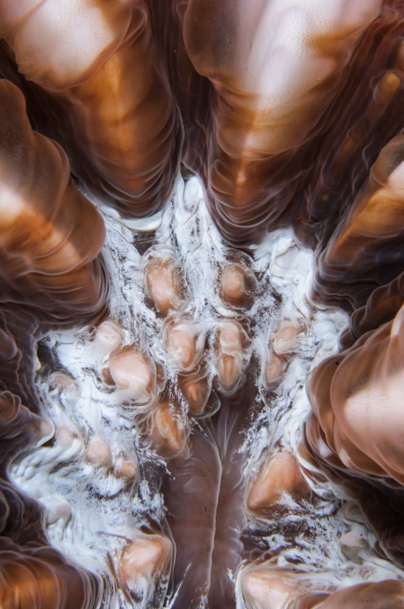 Extreme close-up showing the detail of Mushroom coral Indonesia Canvas Art - Todd WinnerStocktrek Images (12 x 18)