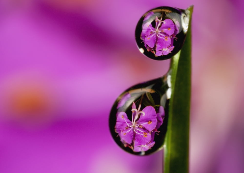 Extreme macro view of fireweed bloom magnified inverted and reflected in dew drops suspended from a blade of grass Kodiak Southwest Alaska summer Canvas Art - Marion Owen Design Pics (18 x 13)
