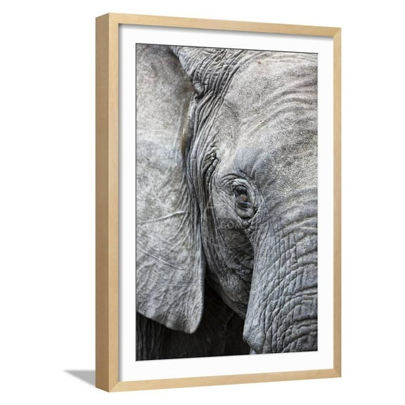 Eye of the African elephant, Serengeti National Park, Tanzania, East Africa, Africa, Animals Framed Art Print Wall Art by Ashley Morgan Sold by Art.Com