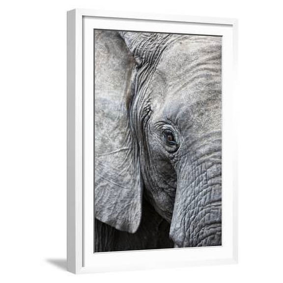 Eye of the African elephant, Serengeti National Park, Tanzania, East Africa, Africa, Animals Framed Art Print Wall Art by Ashley Morgan Sold by Art.Com