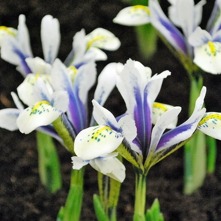 Eye Catcher Dutch Iris Flower Bulbs - 25 Bulbs per Pack - Deer Resistant - Good as Cut Flowers - Perennializing - Easy to Grow Live Plants - Outdoor Garden