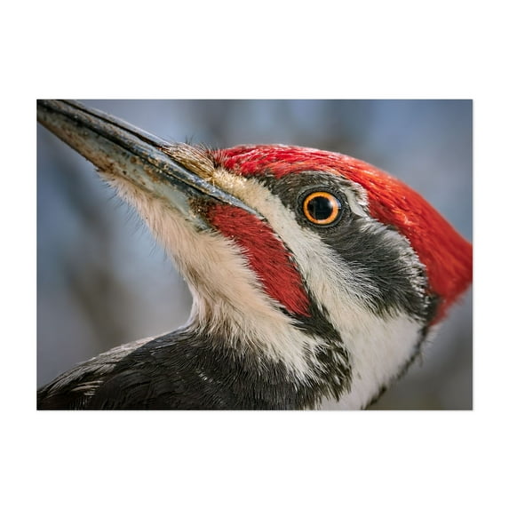 Eye Of The Woodpecker - Photography Wildlife Bird Nature Animal Woodland Portrait Unframed Wall Art Print 36 x 48 inches