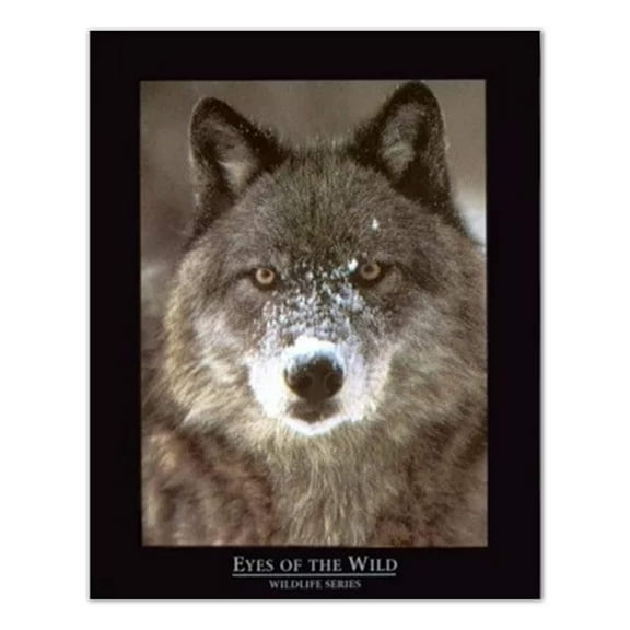 Eye Of Wolf From The Wildlife Series Art Print with Black Border 16x20