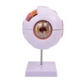thumbnail image 1 of Anatomical Human Eyeball Model for Hospital Lab, Removable Eyeball Anatomy Model, 1 of 10