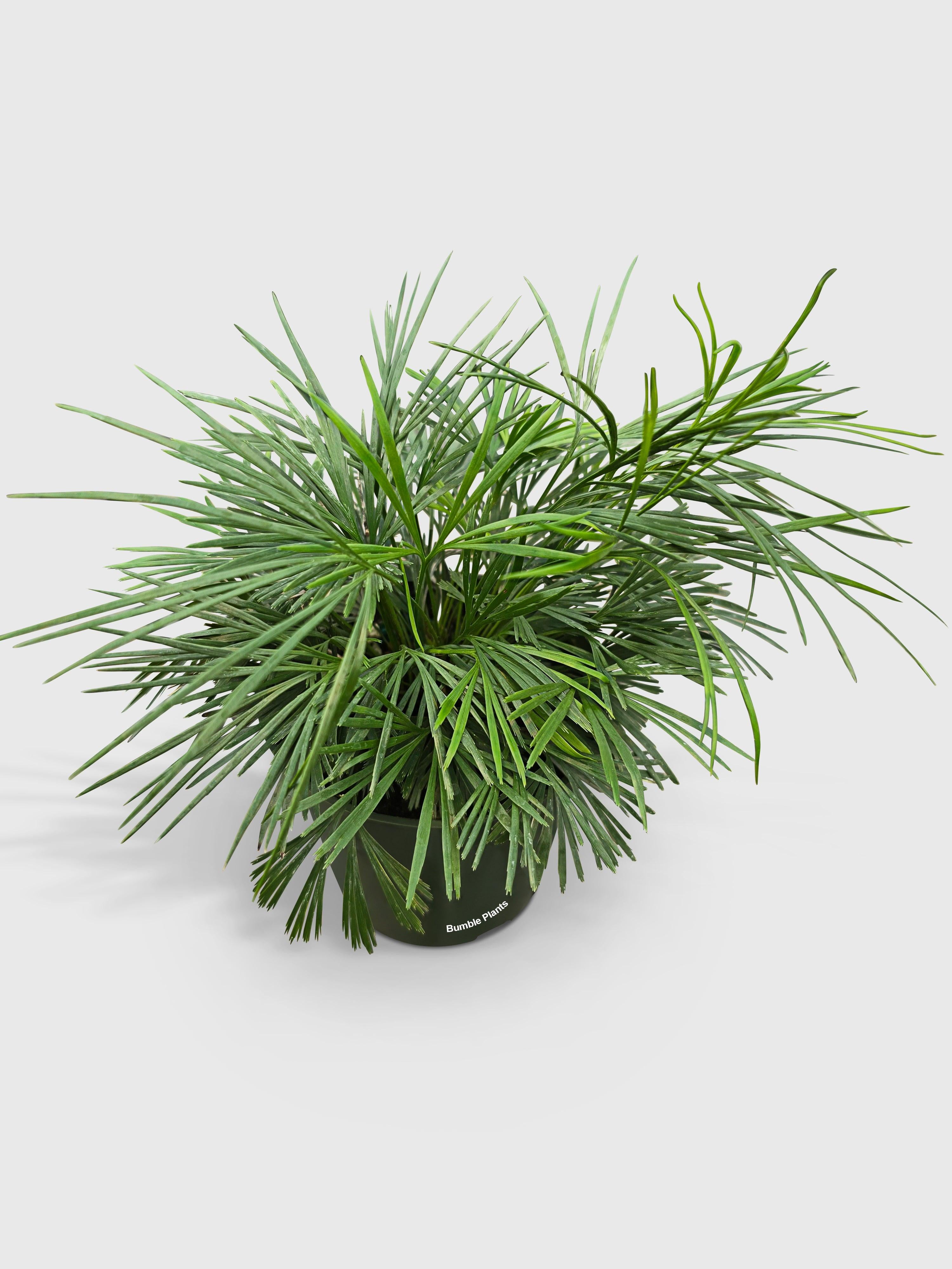 Air Ferns