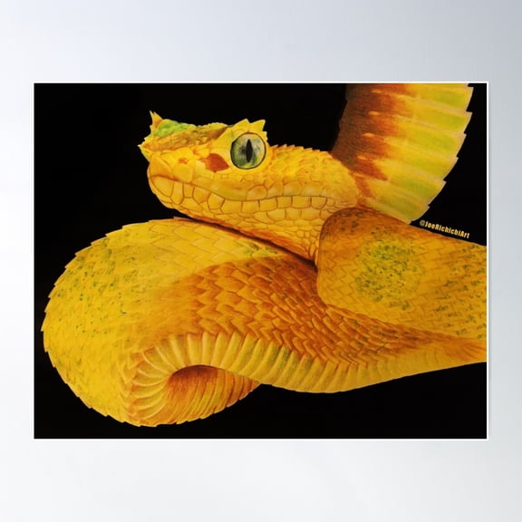 Eyelash Viper Poster Wall Art, Modern Wall Decor For Living Room Bedroom, 12x18 UNFRAMED