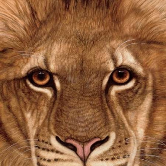 Eyes of the Lion Crop Canvas Art - Jacquie Vaux (24 x 24)