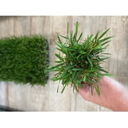 Zoysia Plugs - 100 Full Zoysia Grass Plugs