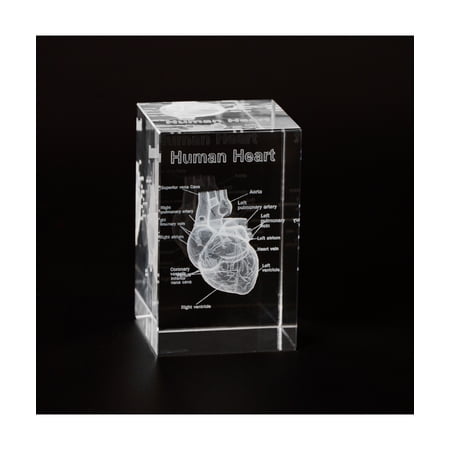 Eztrain 3D Human Heart Crystal Model, Laser Etched Anatomical Model for Home and Office Decoration, Cardiology Gifts