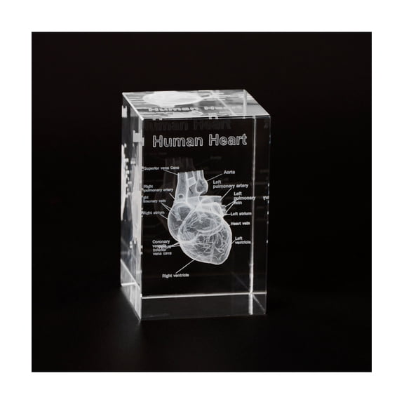 Eztrain 3D Human Heart Crystal Model, Laser Etched Anatomical Model for Home and Office Decoration, Cardiology Gifts